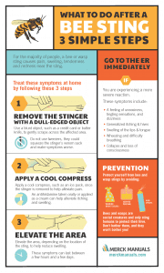 Bee Sting Infographic